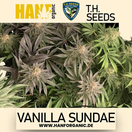 T.H. Seeds - Vanilla Sundae Fem