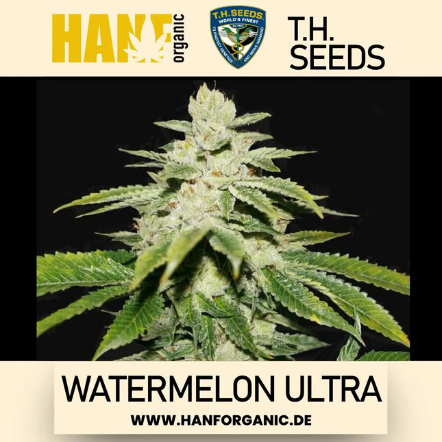 T.H. Seeds - Watermelon Ultra Fem