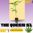 THE QUEEN S1 Hanfstecklinge – Hanf Organic Selektion