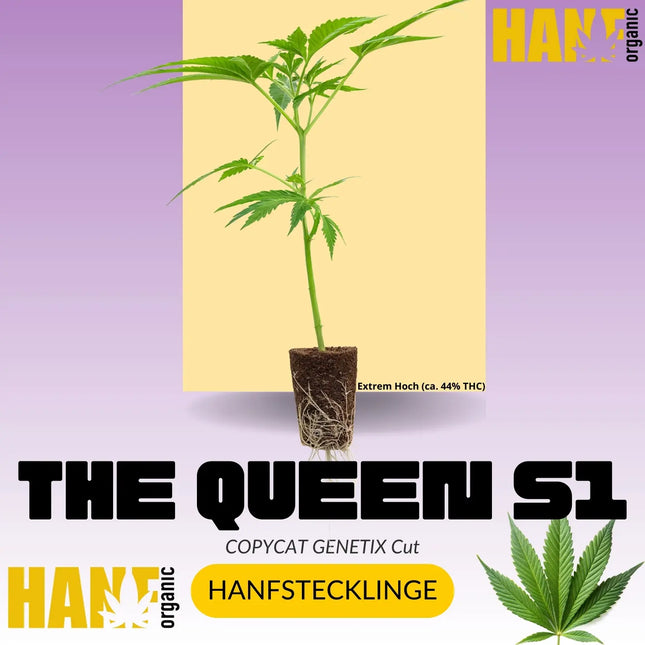 THE QUEEN S1 Hanfstecklinge – Hanf Organic Selektion