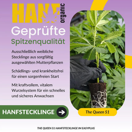 THE QUEEN S1 Hanfstecklinge – Hanf Organic Selektion