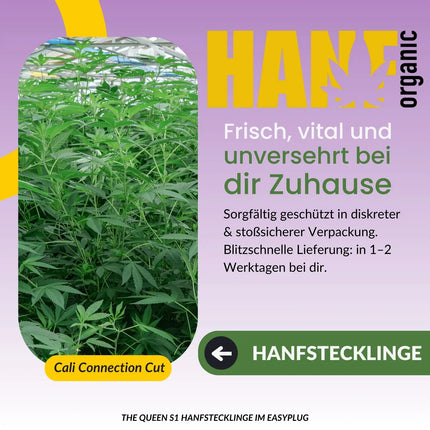 THE QUEEN S1 Hanfstecklinge – Hanf Organic Selektion