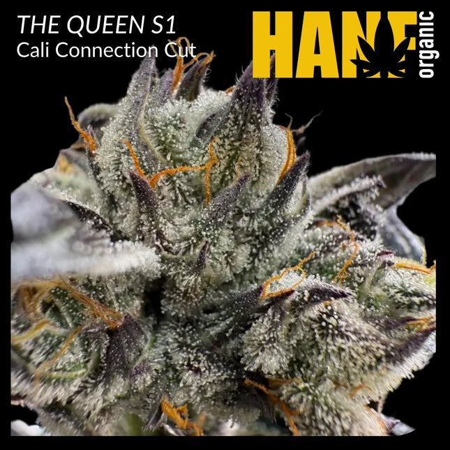 THE QUEEN S1 Hanfstecklinge – Hanf Organic Selektion