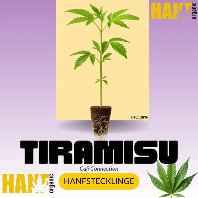 TIRAMISU Hanfstecklinge – Hanf Organic Edition