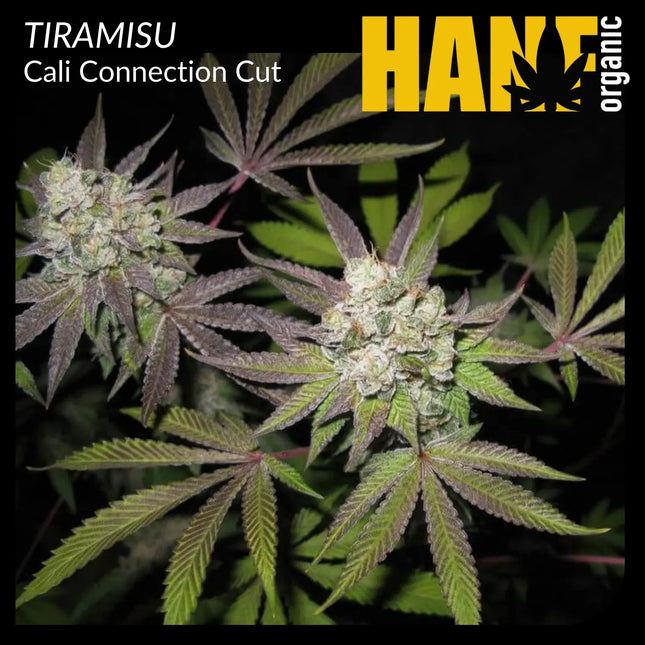 TIRAMISU Hanfstecklinge – Hanf Organic Edition