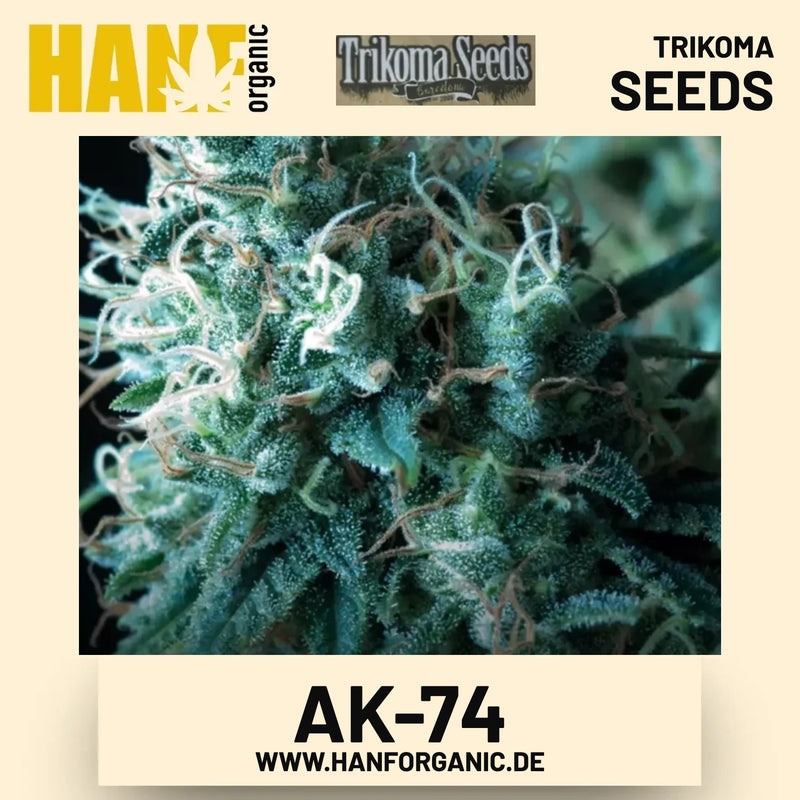 AK-74 Hanfsamen von Trikoma Seeds