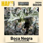 Boca Negra Hanfsamen von Trikoma Seeds