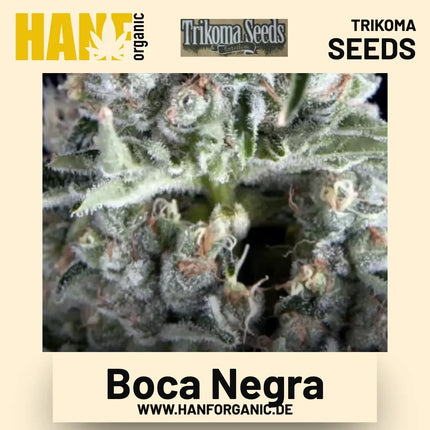 Boca Negra Hanfsamen von Trikoma Seeds