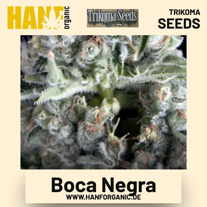 Boca Negra Hanfsamen von Trikoma Seeds