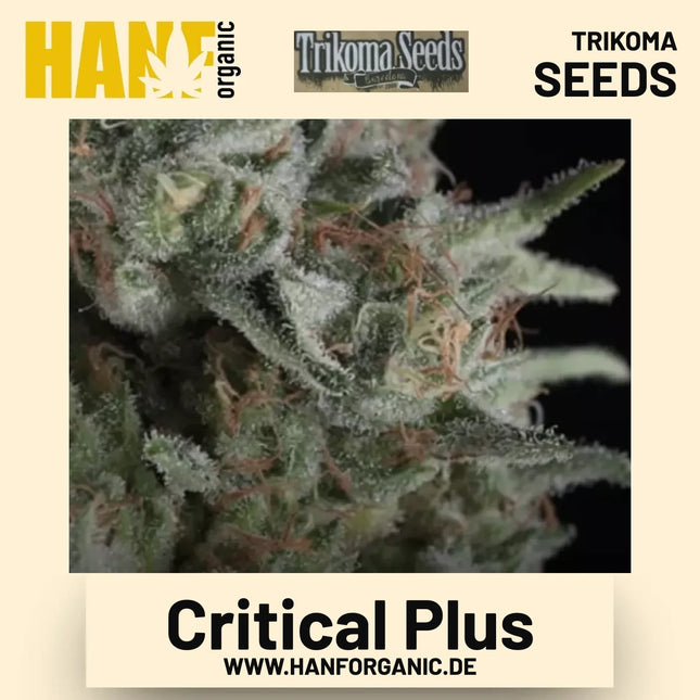 Critical Plus Hanfsamen von Trikoma Seeds
