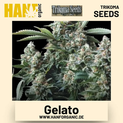 Gelato Hanfsamen von Trikoma Seeds