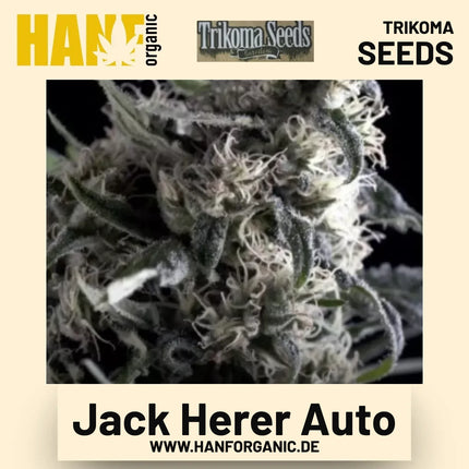 Jack Herer Auto Hanfsamen von Trikoma Seeds