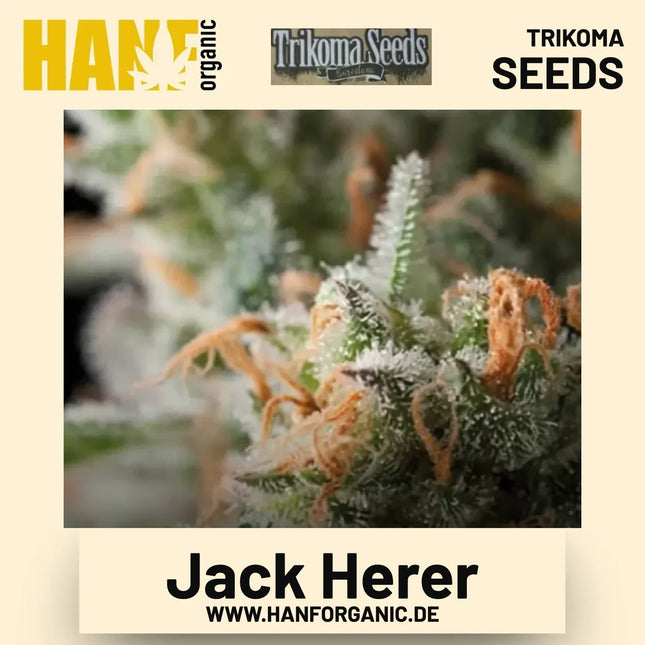 Jack Herer Hanfsamen von Trikoma Seeds