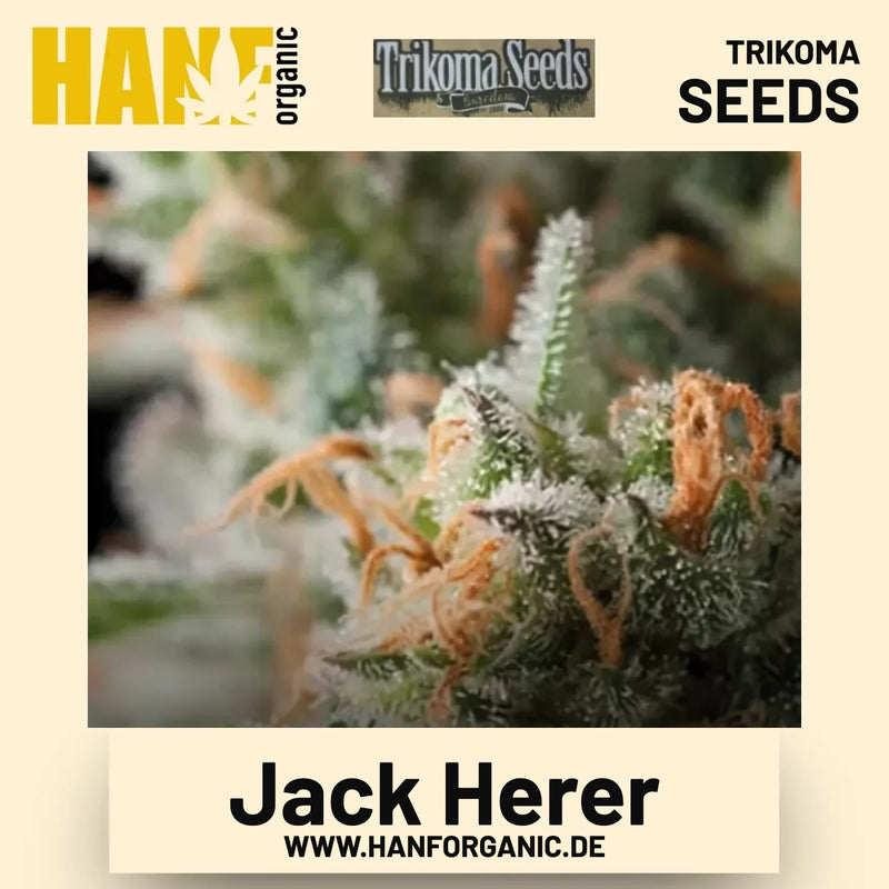 Jack Herer Hanfsamen von Trikoma Seeds