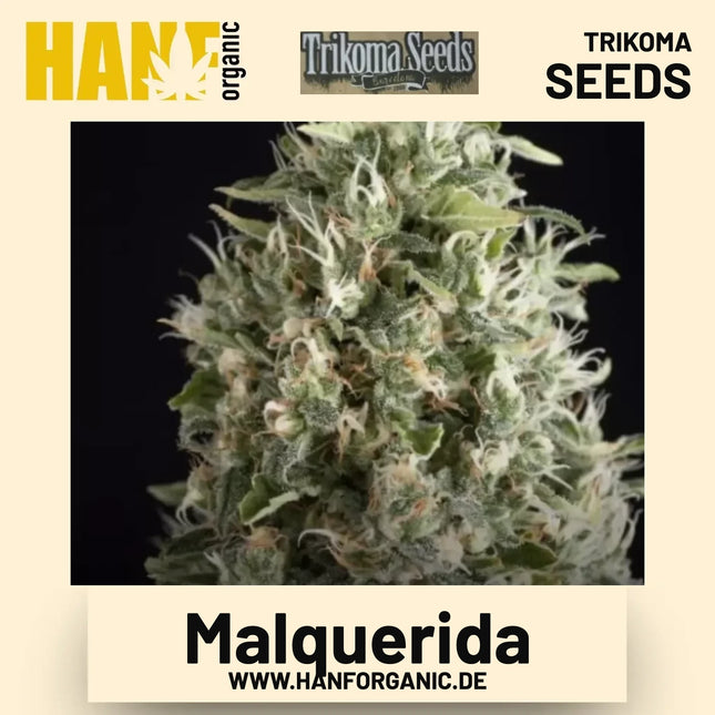 Malquerida Hanfsamen von Trikoma Seeds