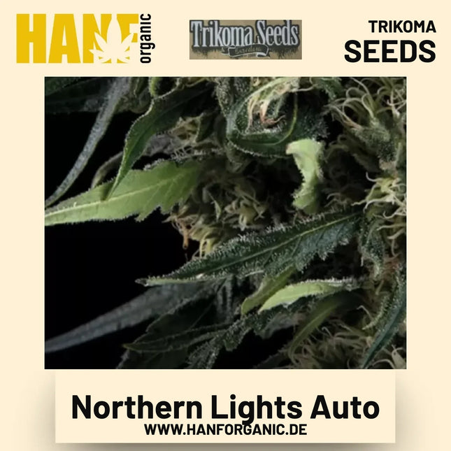 Northern Lights Auto Hanfsamen von Trikoma Seeds