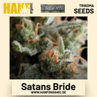 Satans Bride Hanfsamen von Trikoma Seeds