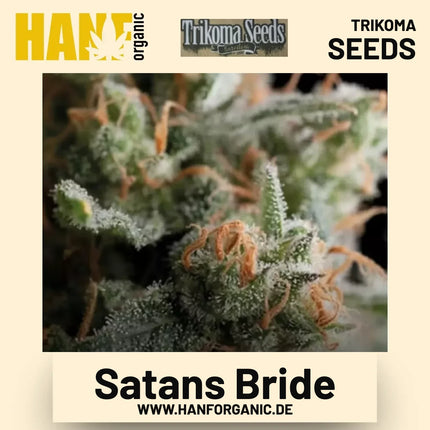 Satans Bride Hanfsamen von Trikoma Seeds