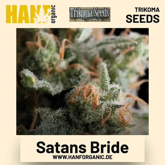 Satans Bride Hanfsamen von Trikoma Seeds