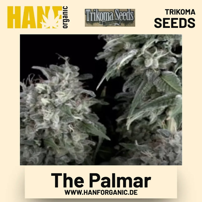 The Palmar Hanfsamen von Trikoma Seeds