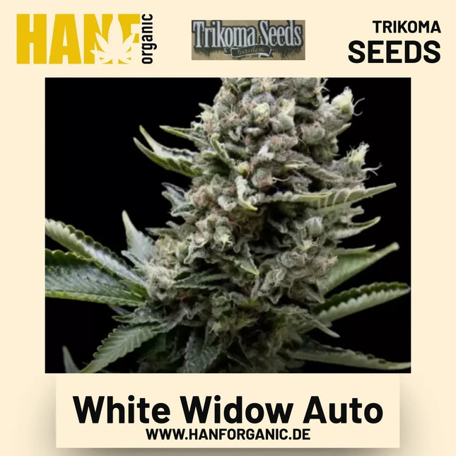 White Widow Auto Hanfsamen von Trikoma Seeds