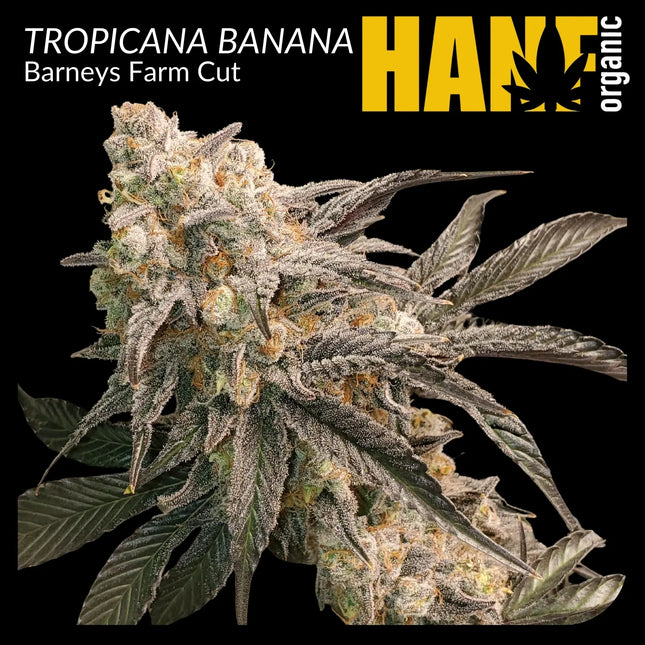 Tropicanna Banana Hanfstecklinge