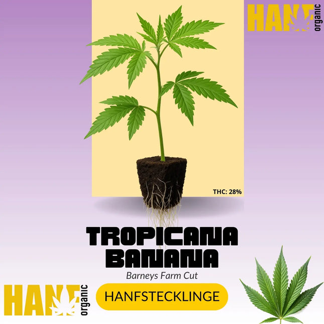 Tropicanna Banana Hanfstecklinge