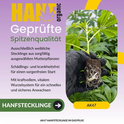 AK 47 Hanfstecklinge