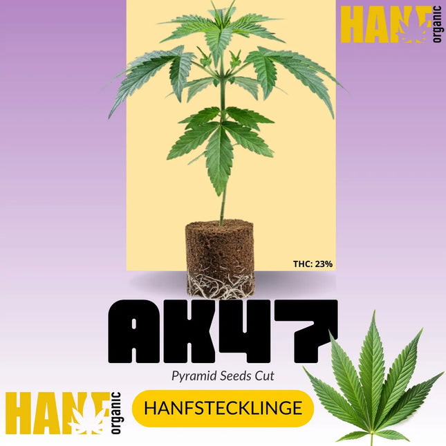 AK 47 Hanfstecklinge