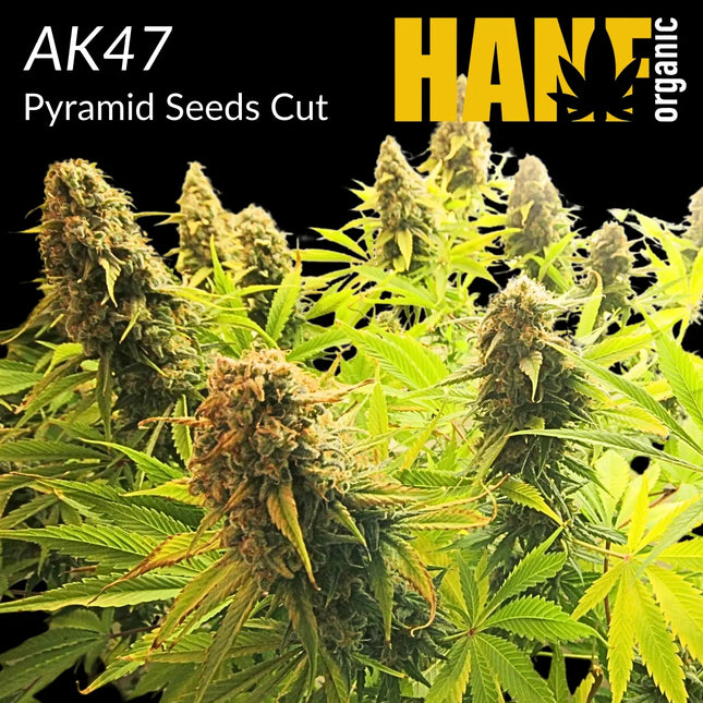 AK 47 Hanfstecklinge
