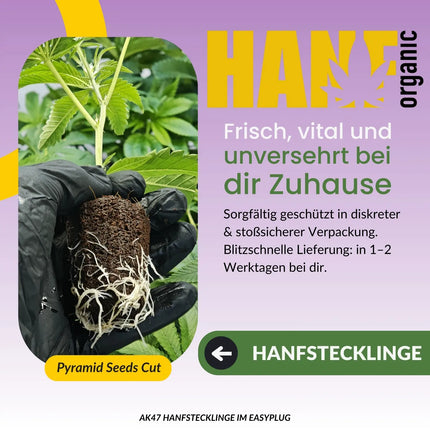 AK 47 Hanfstecklinge