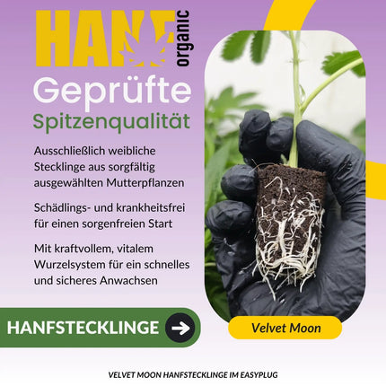 Velvet Moon Hanfstecklinge von Green House Seeds I Hanf Organic