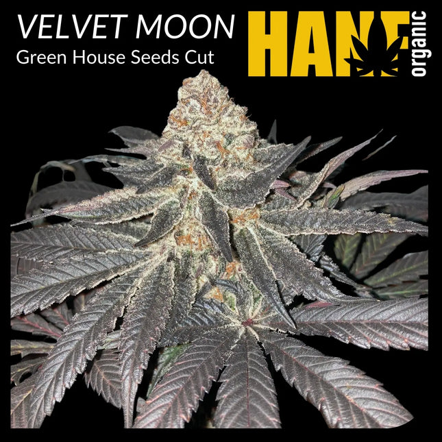 Velvet Moon Hanfstecklinge von Green House Seeds I Hanf Organic