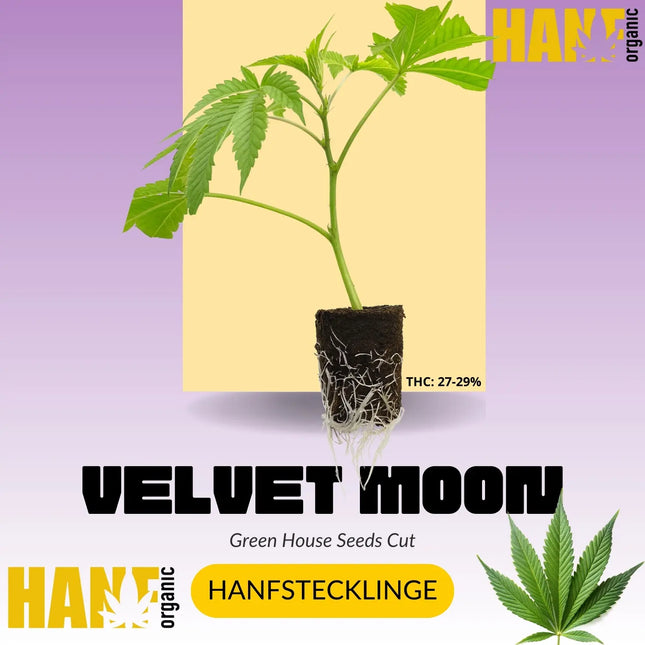 Velvet Moon Hanfstecklinge von Green House Seeds I Hanf Organic