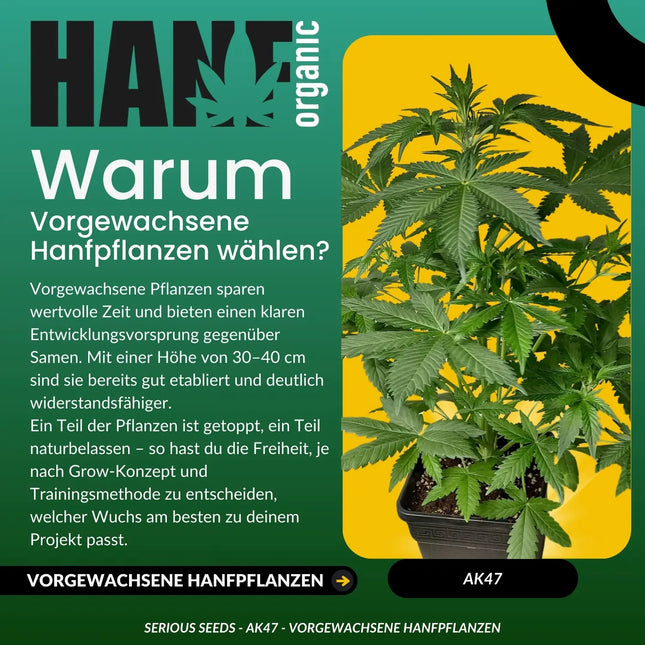 AK47 - Vorgewachsene Hanfpflanzen