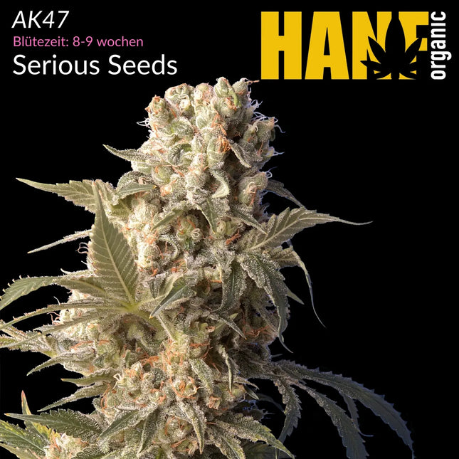 AK47 - Vorgewachsene Hanfpflanzen
