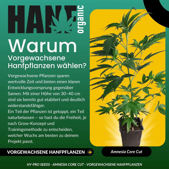 Amnesia Core Cut - Vorgewachsene Hanfpflanzen