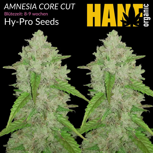 Amnesia Core Cut - Vorgewachsene Hanfpflanzen