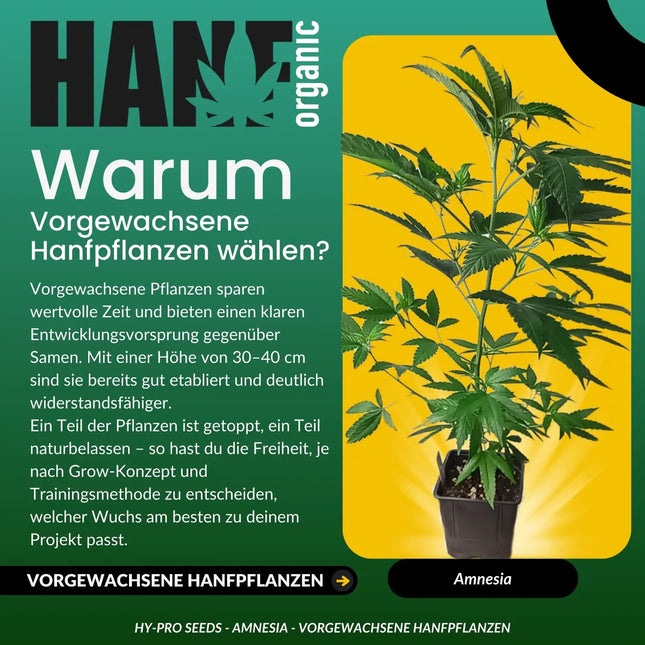Amnesia - Vorgewachsene Hanfpflanzen