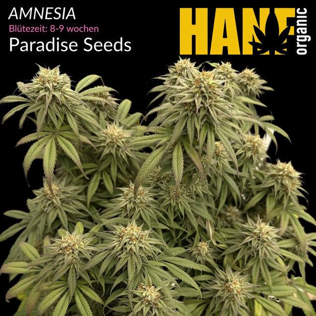 Amnesia - Vorgewachsene Hanfpflanzen