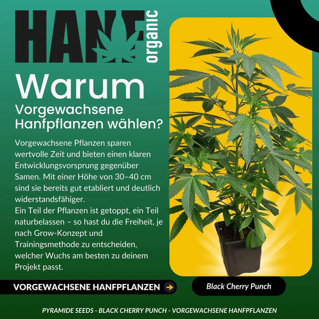 Black Cherry Punch - Vorgewachsene Hanfpflanzen
