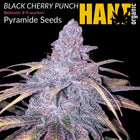 Black Cherry Punch - Vorgewachsene Hanfpflanzen