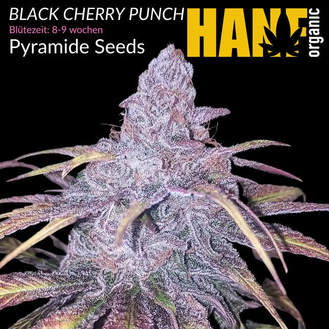 Black Cherry Punch - Vorgewachsene Hanfpflanzen
