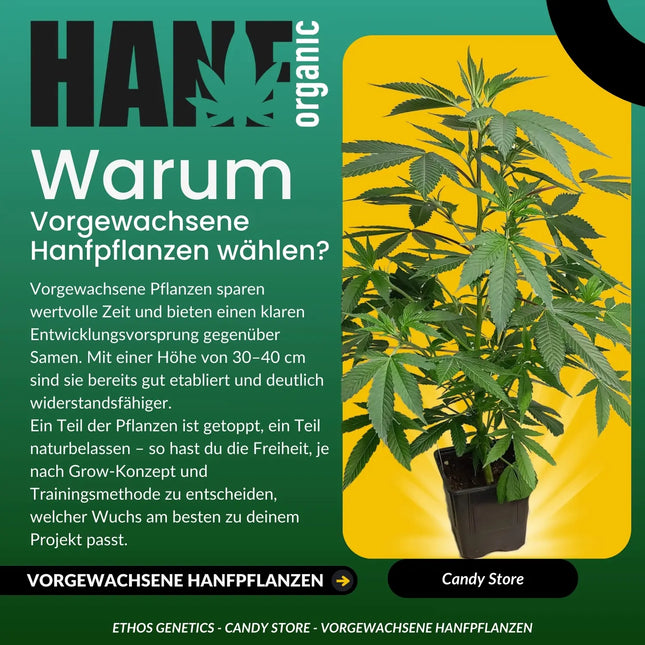 Candy Store - Vorgewachsene Hanfpflanzen
