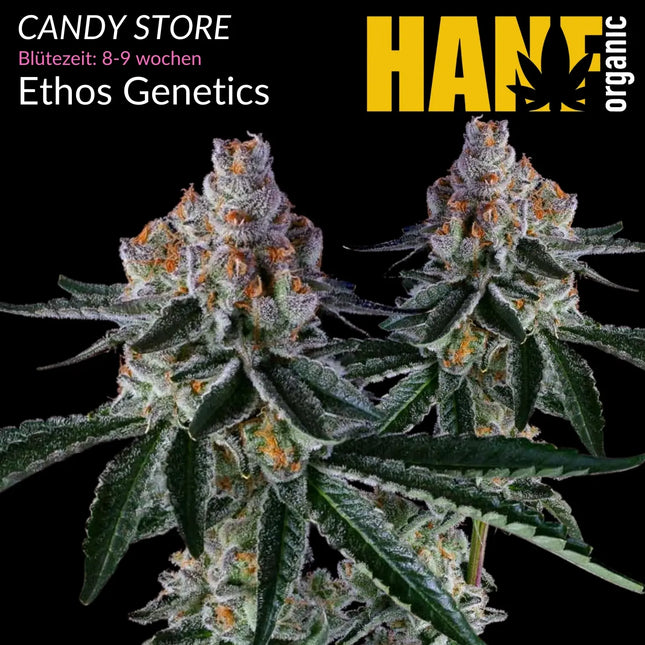 Candy Store - Vorgewachsene Hanfpflanzen