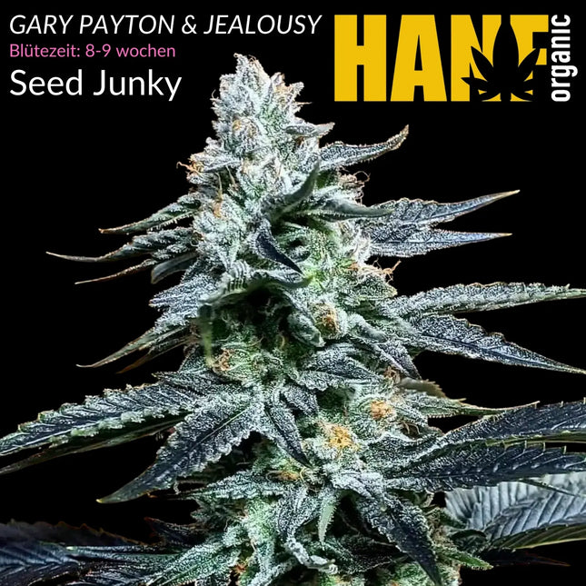 Gary Payton & Jealousy - Vorgewachsene Hanfpflanzen