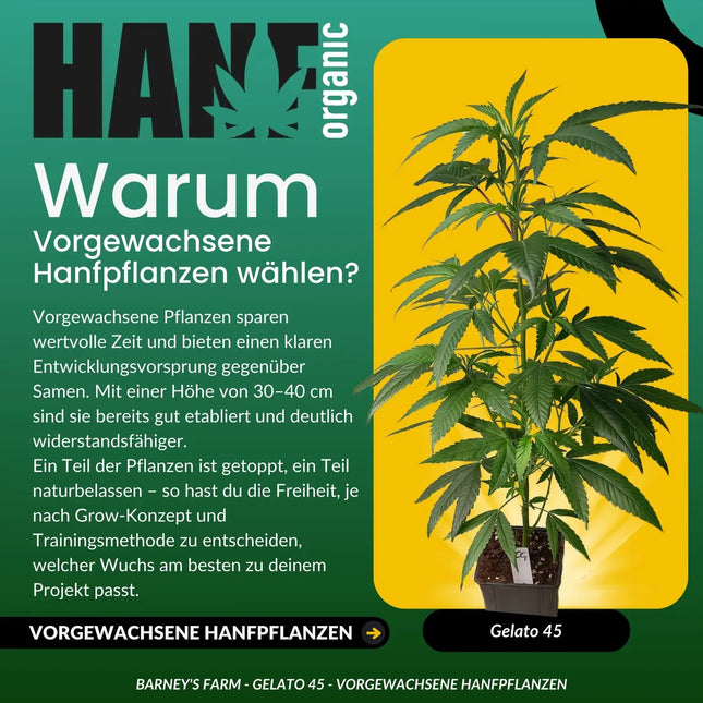 Gelato 45 - Vorgewachsene Hanfpflanzen