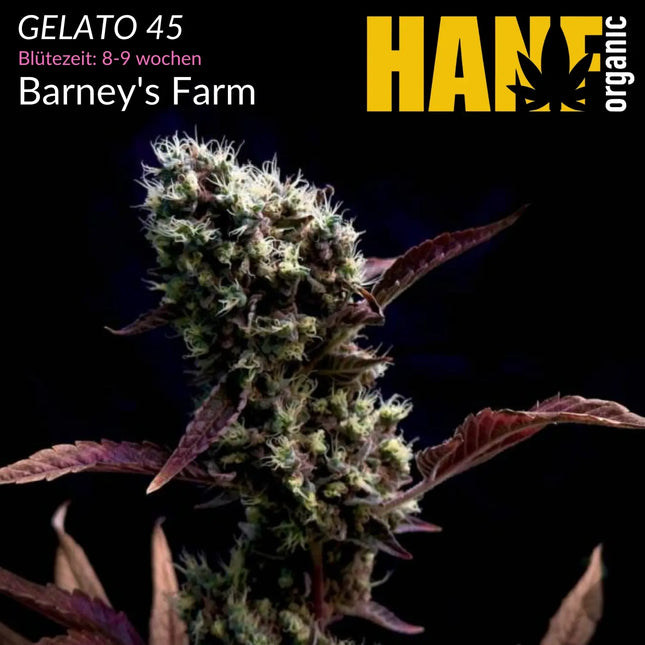 Gelato 45 - Vorgewachsene Hanfpflanzen