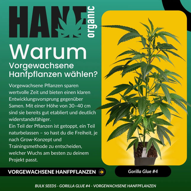 Gorilla Glue - Vorgewachsene Hanfpflanzen