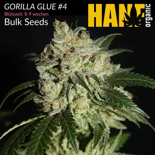 Gorilla Glue - Vorgewachsene Hanfpflanzen